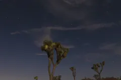 Night Sky at Joshua Tree National Park, California