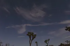 Night Sky at Joshua Tree National Park, California