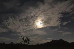 Night Sky at Joshua Tree National Park, California