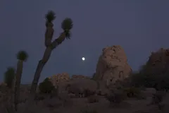 Night Sky at Joshua Tree National Park, California