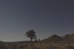 Night Sky at Joshua Tree National Park, California