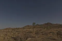 Night Sky at Joshua Tree National Park, California